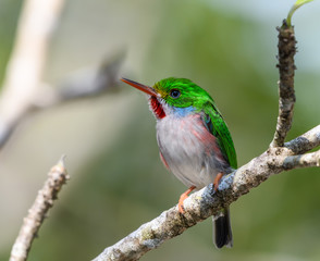 Cuban Tody 