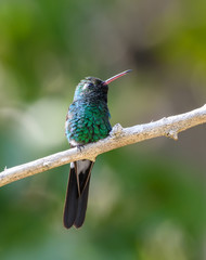 Cuban Emerald