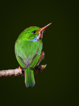 Cuban Tody on Green Background