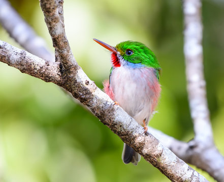 Cuban Tody
