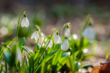 Beautiful snowdrops in sunny spring forest