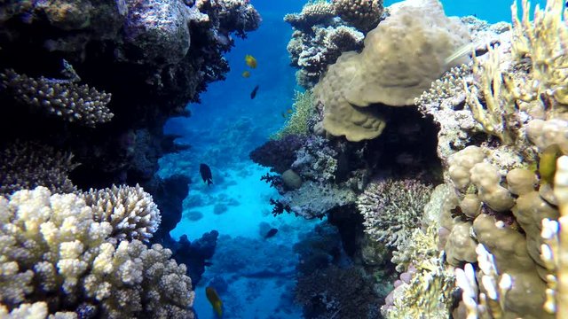 Diving. Tropical fish and coral reef. Underwater life in the ocean. 
