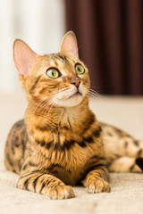 Fototapeta premium Cat of Bengali breed in a home setting lies on the couch