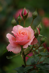Rose en bouton au jardin au printemps