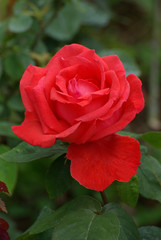 Rose rouge au jardin au printemps