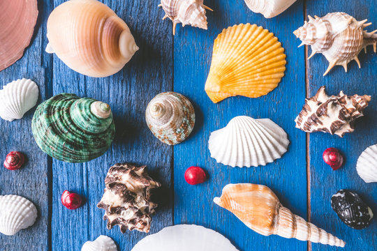 Top view of Seashells on blue painted wood plank background.