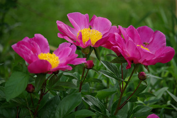 Abeilles butinant des pivoines roses au printemps au jardin