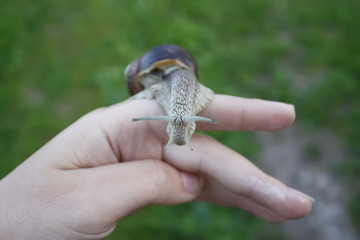 Snails crawling on the wooden surface