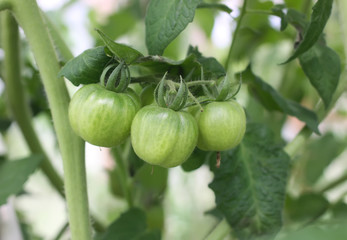 Unripe tomatoes in the greenhouse.