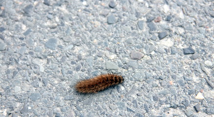 Raupe auf der Straße
