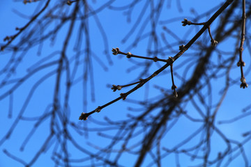 Kidneys on the branches of trees in the forest in early spring against a bright blue sky.