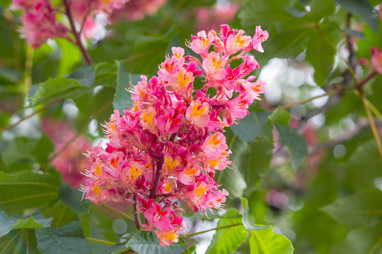 One flower of chestnut tree pink colour vertical on branch