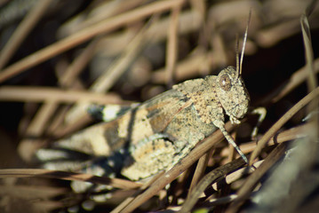 The mimicry of the grasshopper