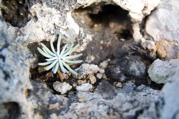 Immortelle (Helichrysum arenarium) wild plant growing from rocks