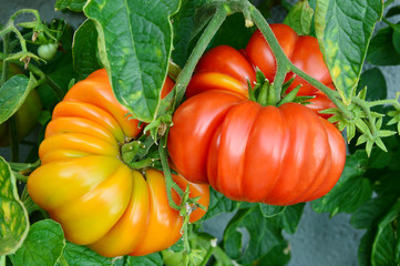 Brandywine Tomatoes From The Garden.
Tomatoes on the tree.
