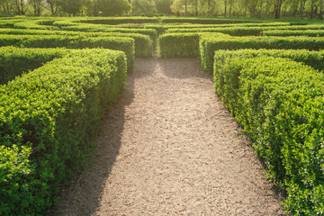 Labyrinth in a park at a sunny day in summer. A maze of bushes with green fresh foliage in a park