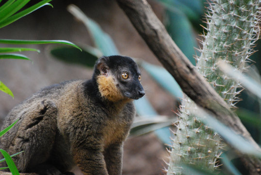 Up Close with a Collared Lemur with a Sweet Face