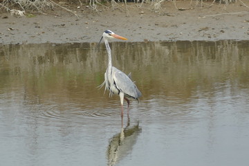 Airone Cenerino nel Parco del Delta del Po Emilia Romagna