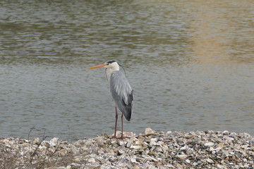 Airone Cenerino nel Parco del Delta del Po Emilia Romagna