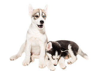 Cute little husky puppy isolated on white background