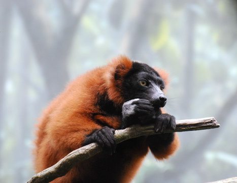 Red Ruffed Lemur Eating on a Tree Branch