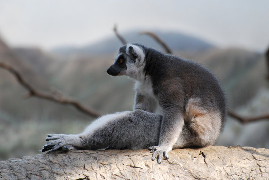 Funny Posing Ring-Tailed Lemur Sitting Up on a Log