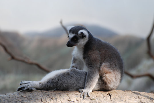 Funny Ring-Tailed Lemur Sitting up in a Funny Pose