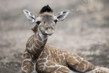 Plaid avec motif Girafe Kenya, Afrique