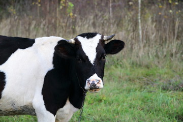 A cow on pasture looking in the camera