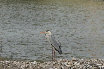 Airone Cenerino nelle Valli di Comacchio