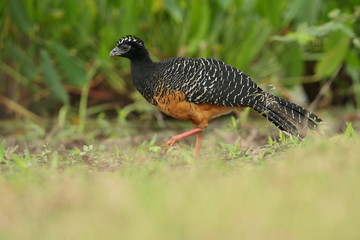 bird of pantanal in the nature habitat, wild brasil, brasilian wildlife, pantanal, green jungle, south american nature and wild