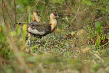 bird of pantanal in the nature habitat, wild brasil, brasilian wildlife, pantanal, green jungle, south american nature and wild
