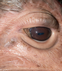 hippo eye