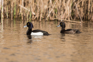 Tufted Duck, Aythya fuligula