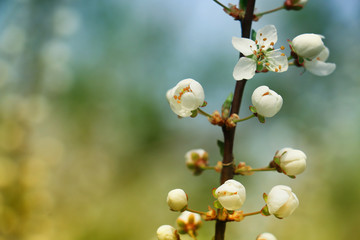 Spring flowers of cherry blossom