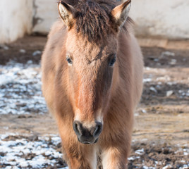 Fototapeta premium brown horse