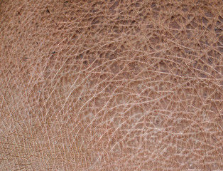 hippo skin as background