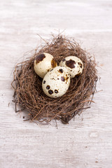 Obraz premium quail eggs in the nest