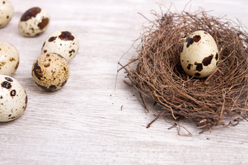 quail egg in the nest