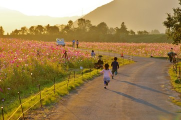 Fototapeta premium コスモス畑で夕日の向かって走る子供たち