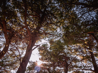 Sun through pine trees
