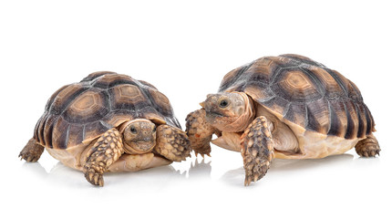 Naklejka premium turtle isolated on white background