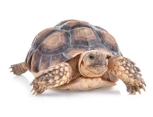 turtle isolated on white background
