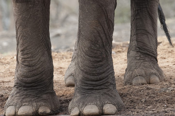 Obraz premium Kenya, Africa