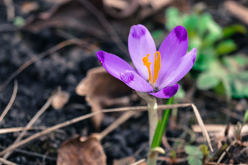 the flower of the Crocus among the brown dry leaves