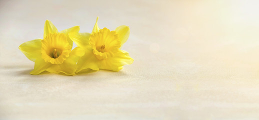 Easter card and banner idea with yellow flower