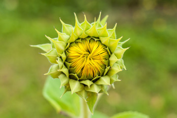 sunflower bloom closeup 