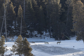 Fototapeta premium Black wolf in winter landscape