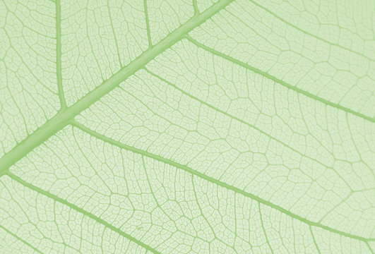 Skeleton of peepal tree leaf used to paint on it
