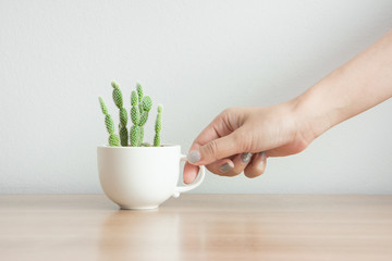 hand hold cactus plant in pot on woodtable